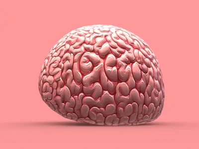 Brain 3D model buy