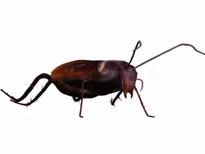 Home Cockroach Low-poly 3D model