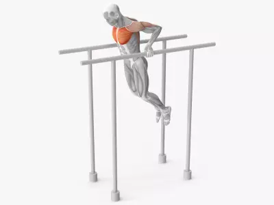 Male Muscular System Chest Dip Animated Rigged 3D model purchase