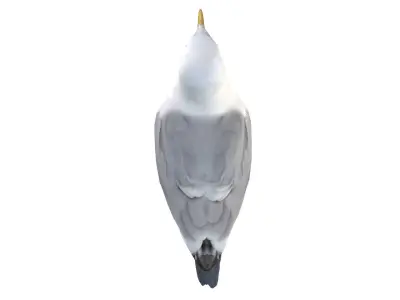 Seagull 3D model buy