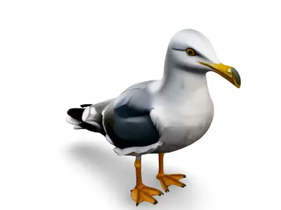 Realistic Seagull 3D Model Low-poly 3D model