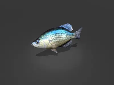 Crappie bluegill fish Low-poly 3D model