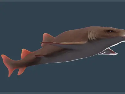 Nurse Shark Low-poly 3D model