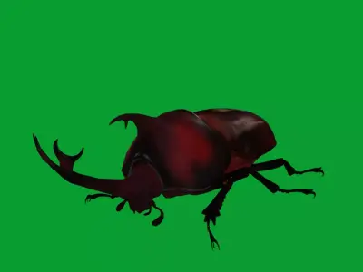 Dynastinae Rhinoceros Beetle Free low-poly 3D model