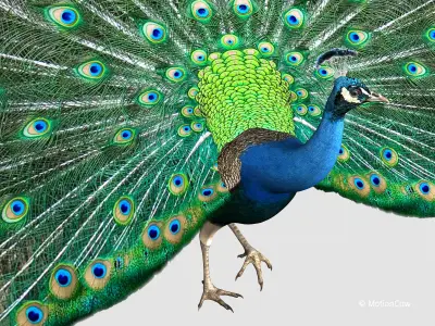 Peacock 3D model order