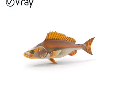 Detailed Fish Model Pack for Animation and Games Low-poly 3D model