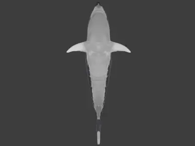 white shark Low-poly 3D model get