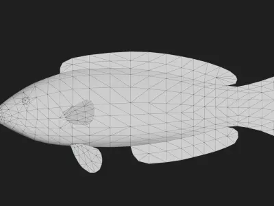Wrasse Low-poly 3D model 3