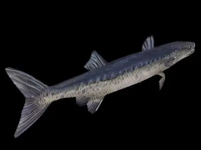 Barracudas fish Low-poly 3D model