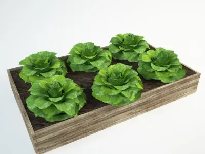 lettuce set 36 Lactuca 3D model