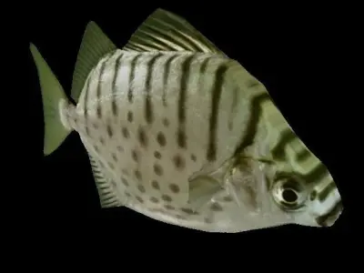 Argus fish Low-poly 3D model