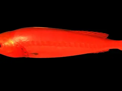 Flabbywhale fish Low-poly 3D model
