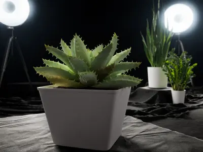  Short Leaved Aloe Succulent Potted Plant Model 