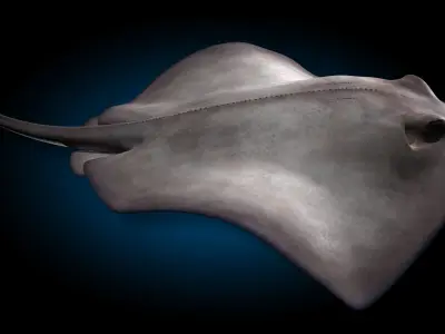 Stingray 3D model buy