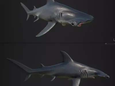 hammerhead shark Low-poly 3D model 7