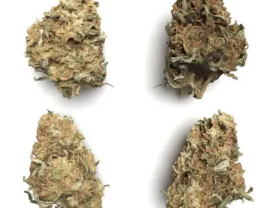 Cannabis Bud 03 3D model