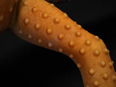  4K Leopard Gecko Orange 