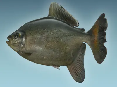 Bawal Fish 3D model