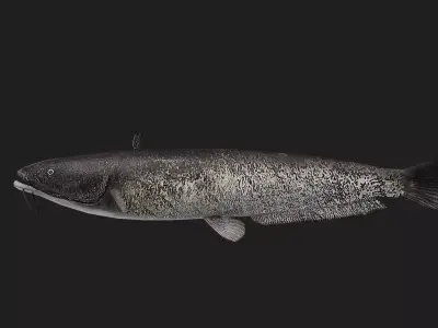 Catfish Low-poly 3D model 14