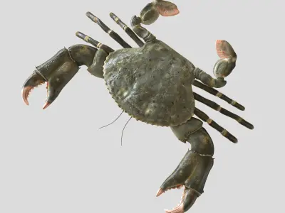Crabs crab 3D model
