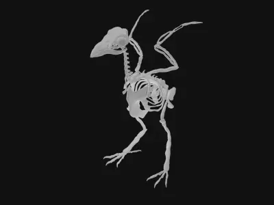Raven skeleton 3D model purchase