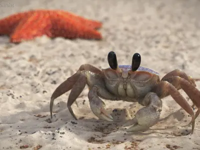  Tropical Ghost Crab Moving Pose Pink Beige Fur 