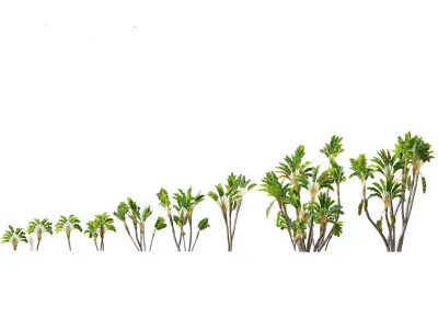 Strelitzia nicolai - Natal wild banana Tree 02  3D model