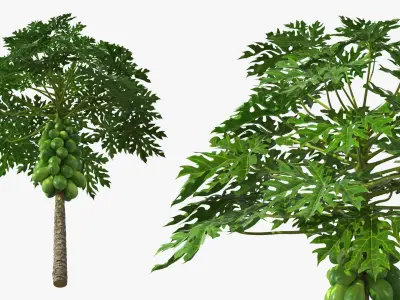 Papaya Tree with Unripe Fruit Cluster Green 3D model