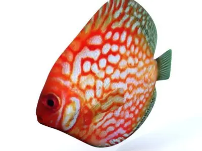 Disco fish Low-poly 3D model