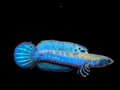 Blue Channa 3D model