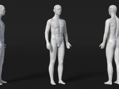 Male Acupuncture Mannequin 3D model