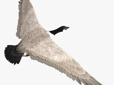 Goose ANIMATED 3D model