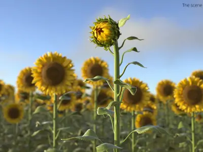 Young Sunflower Bud Bending Fur 3D model