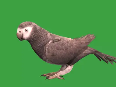 African Grey Congo Parrot Bird Free low-poly 3D model