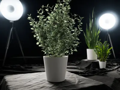  Young Eucalyptus Plant Potted Plant Model  buy