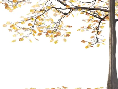 Mountain Ash Tree 04 3D model
