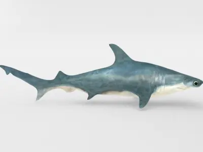 Hammerhead shark Low-poly 3D model get