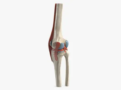  Knee Joint Model Unbent State 