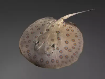 Stingray Low-poly 3D model purchase