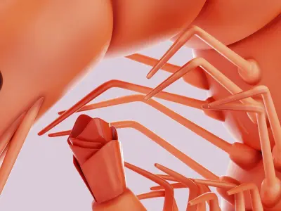 Shrimp  3D model