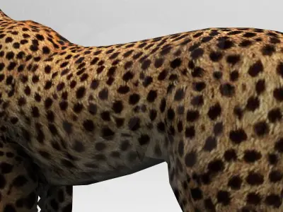 Cheetah - Rigged - Animated Low-poly 3D model