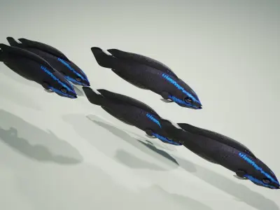 Springeri Dottyback Fish 3D model
