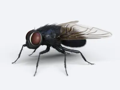 HouseFly fly 3D model