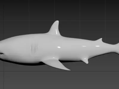 requin shark 3D model