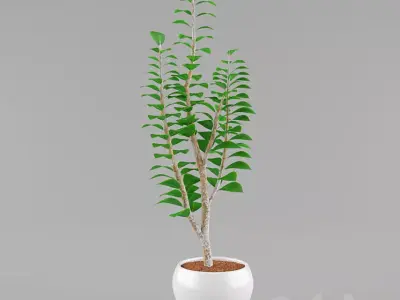 Modern Stone and Organic Decorative Set Free 3D model