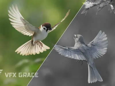 Sparrow Animated VFX Grace 3D model