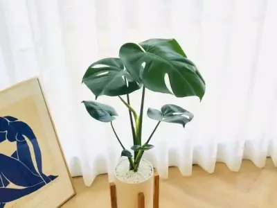 Wood stand potted air purifying plant set  3D model
