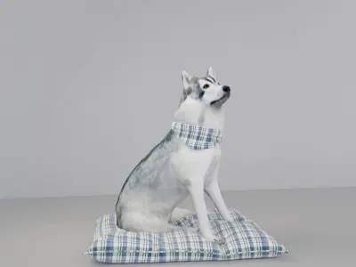 Sitting husky Free 3D model