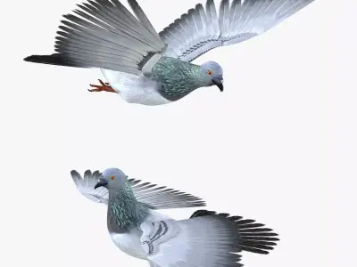 Pigeon Low-poly 3D model order