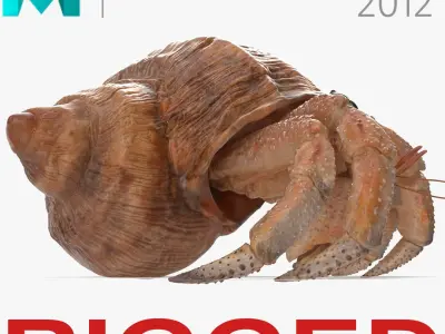 Hermit Crab Rigged for Maya 3D Model